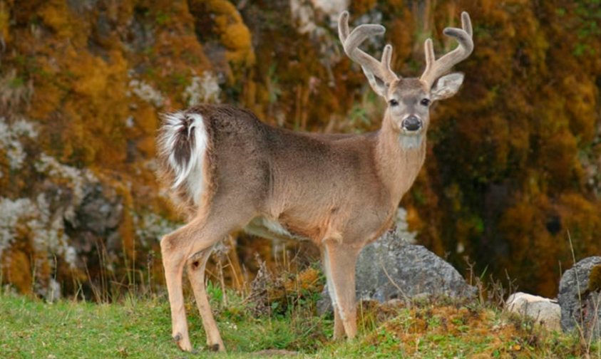 venado-cola-blanca-Michoacán