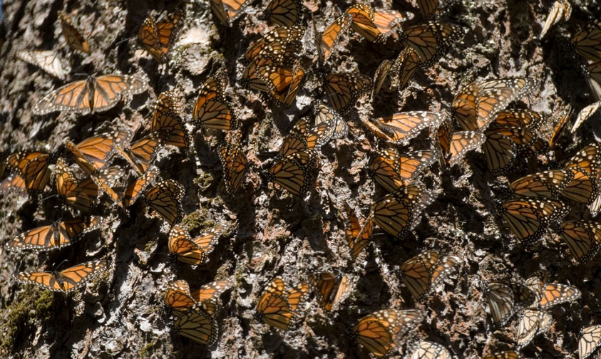 mariposa-monarca