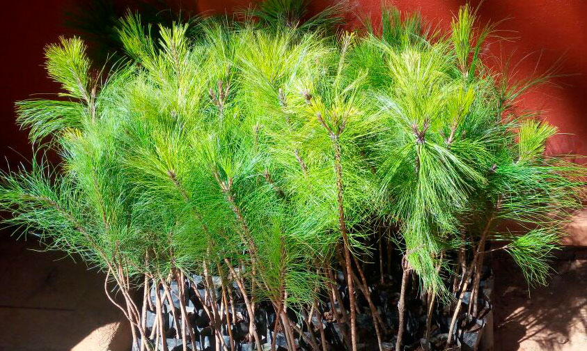 pino-planta-arbol