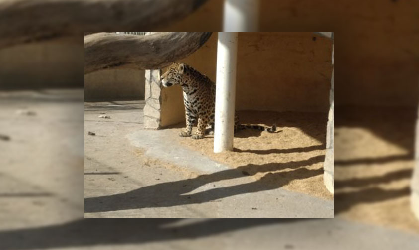 Reynosa Cateo Zoologico