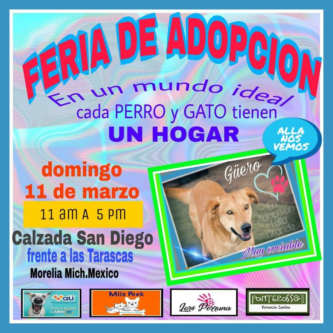 Feria adopcion
