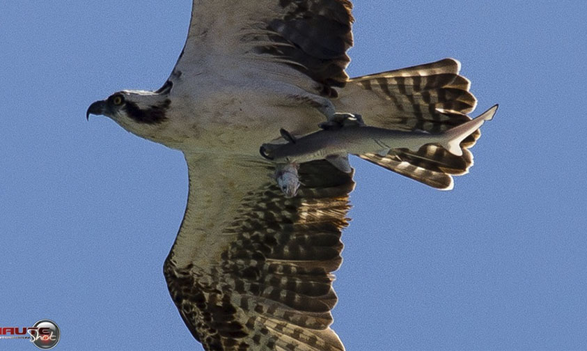 Águila Tiburón b