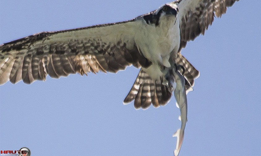 Águila Tiburón b