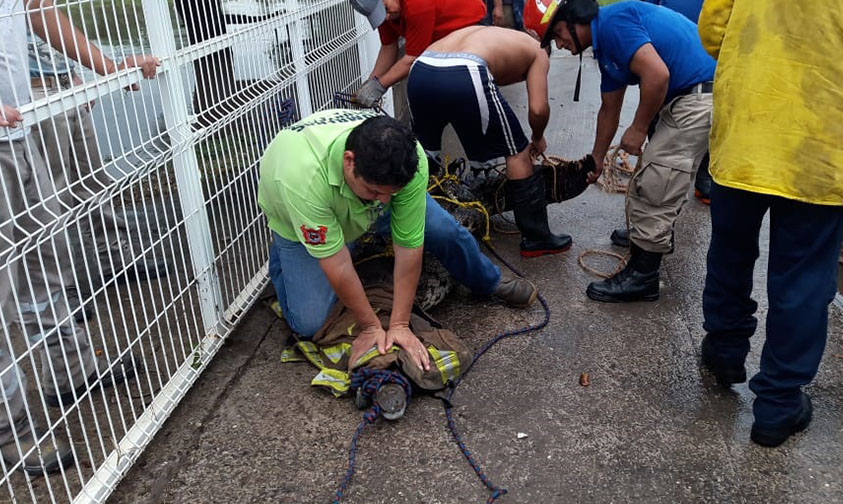 cocodrilo inundación Lázaro Cárdenas Michoacán