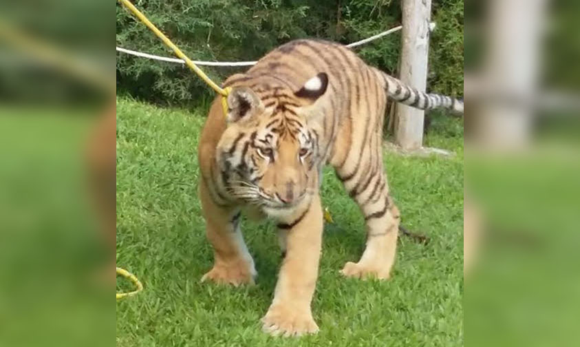 zoológico El Sabino Uruapan león