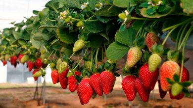 Fresas-Michoacán-Emiratos-Árabes-a