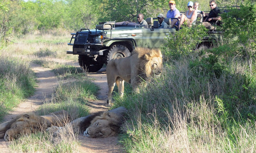 Elefante Mata A Cazador De Rinocerontes Y Leones Devoran Su Cuerpo –   – Noticias de última hora, con un toque acidito