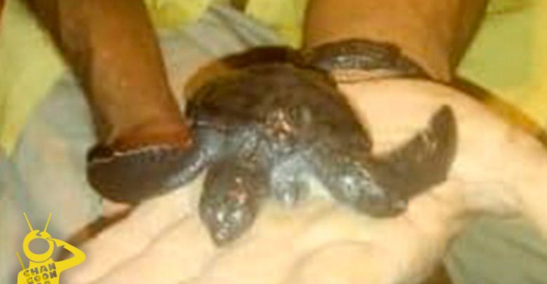 tortuga-bicéfala-Aquila-a