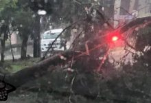 Elementos de la Secretaría de Seguridad Pública (SSP), realizan labores de apoyo ante afectaciones generadas por lluvia registrada la tarde de este miércoles; hasta el momento se tiene reportada la caída de árboles y cuatro personas lesionadas. Dentro de las acciones en las que ayuda el personal de la Policía Michoacán, se encuentra el retiro de varias ramas y árboles caídos, los cuales obstruyen la vialidad de la avenida Lázaro Cárdenas. En dicha vía, un árbol cayó sobre un vehículo del transporte público, donde cuatro personas resultaron lesionadas, mismas que ya fueron trasladadas a un hospital para valorar su estado de salud. Asimismo, agentes de Tránsito llevan a cabo diferentes acciones en el lugar para coadyuvar al flujo vial y evitar accidentes. La SSP pone a disposición de la ciudadanía el número 911 para reportar alguna emergencia o solicitar algún servicio de seguridad, médico o de protección civil.