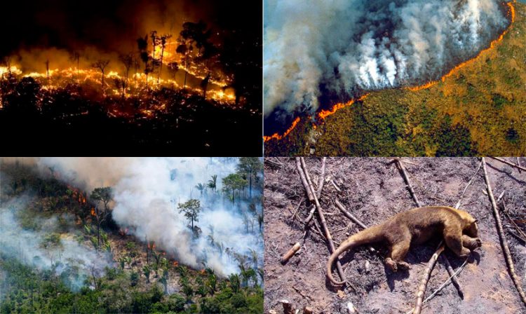 El Amazonas Lleva 16 Días Ardiendo En Llamas, Y Nadie Hace Nada –   – Noticias de última hora, con un toque acidito
