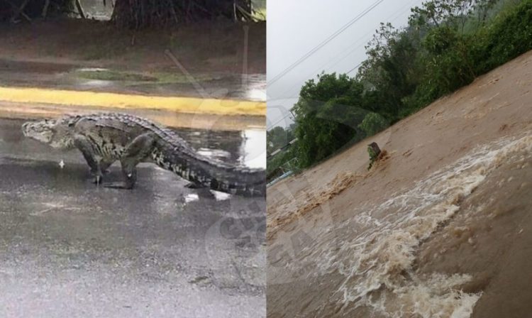 LázaroCárdenas Inundaciones Y Hasta Un Cocodrilo En Las Calles Ha Dejado  “Narda” –  – Noticias de última hora, con un toque acidito