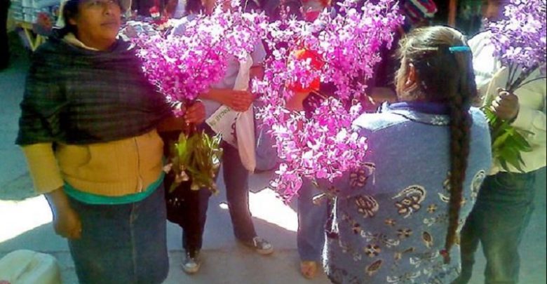 Michoacán, 2do Estado Con Más Orquídeas Decomisadas En 2019 –  Changoonga.com – Noticias de última hora, con un toque acidito