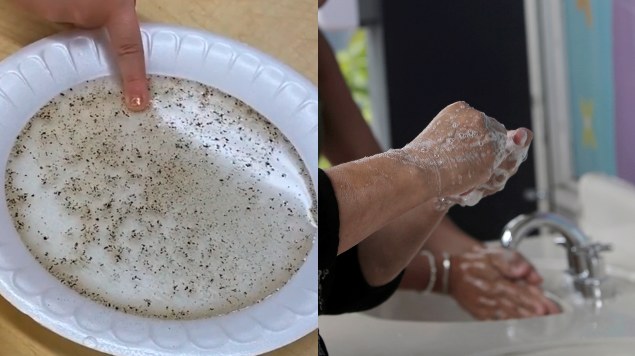 Experimento con Pimienta Para que Niños Aprendan A Lavarse Las Manos