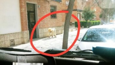 Para Salir De Cuarentena Y Evitar Multa, Morro Se Disfraza De Perro Y Se Va A Pasear