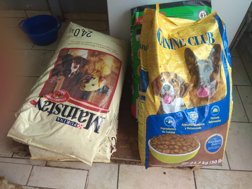 Refugio De Animales En Morelia Se Queda Sin Comida, Disminuyen Donaciones  Al 100% –  – Noticias de última hora, con un toque acidito