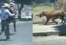 Al Estilo Jaripeo Intentan Capturar a Tigre