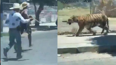 Al Estilo Jaripeo Intentan Capturar a Tigre