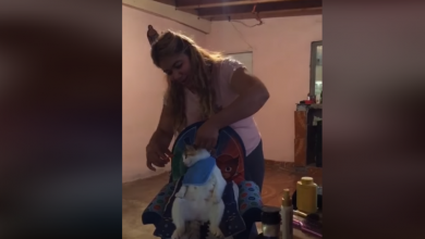 Práctica corte de pelo en Gatito