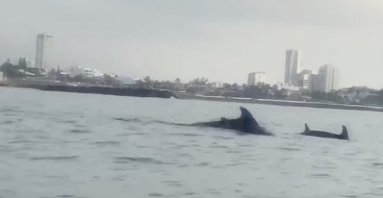 Delfines en Boca del Río | Captura de pantall