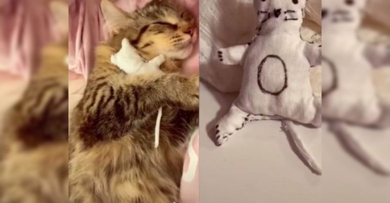 #Video A Gatita Se Le Mueren Su Crías, Le Hacen Un Bebé De Tela Pa’ Que No Se Deprima