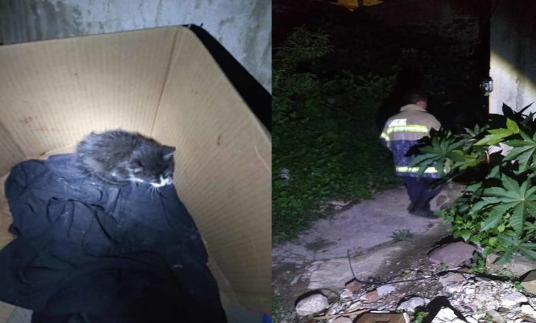 #Michoacán Bomberos Rescatan A Michi Atorado