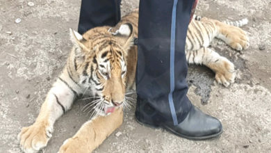 #Michoacán Rescatan A Cachorro De Tigre De Bengala; Hay Un Detenido