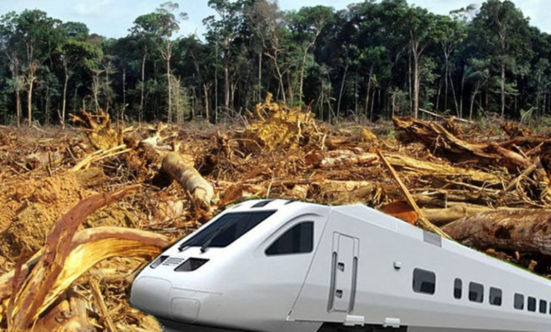 Derribarán Más De 11 Mil Árboles Durante La Primera Fase De La Construcción Del Tren Maya