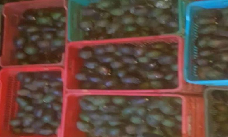 #Michoacán Detienen A Dos Con Aguacate Ilícito