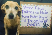 Perrita De Querétaro Vende Paletas Para Pagar Su Tratamiento De Cáncer