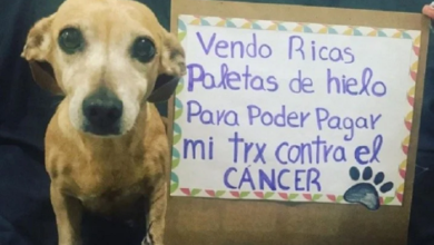 Perrita De Querétaro Vende Paletas Para Pagar Su Tratamiento De Cáncer