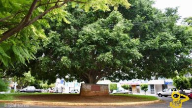 #Morelia Hoy es el Día del Árbol