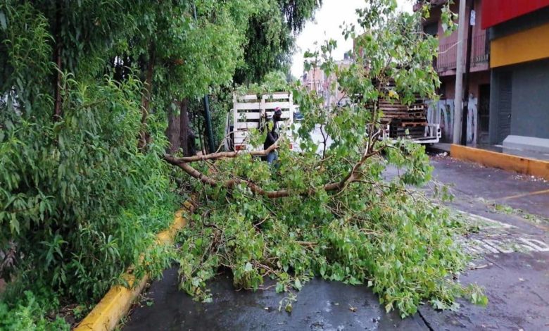 #Morelia Por Lluvias Continúan Retirando Ramas Y Árboles Caídos