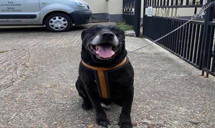 Abandonan A Peludito Con Una Nota "No He Sabido Ser Bueno"