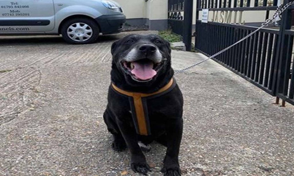 Abandonan A Peludito Con Una Nota "No He Sabido Ser Bueno"