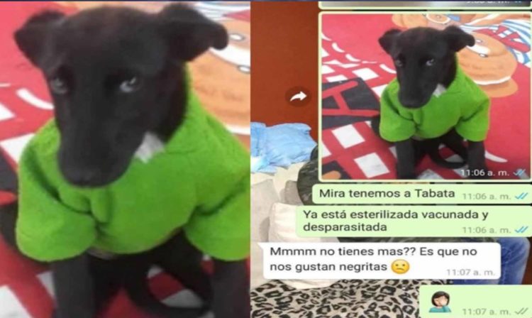 Rechazan A Peludita Por Ser Negrita Y Desata Polémica 