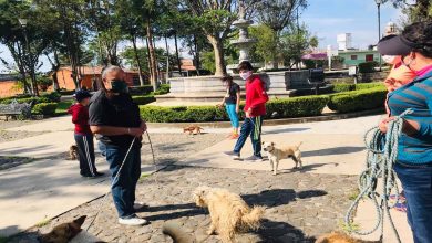 #Morelia Arranca Campaña De Vacunación Perruna En Tenencias