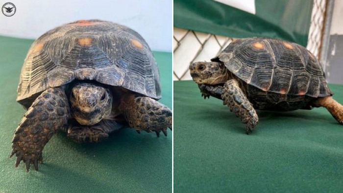 Rescatan A Tortuga De Especie Protegida Que Mandaron A Michoacán En Paquetería