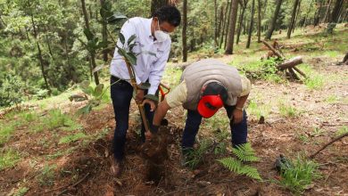 #Michoacán Autoridades Quitan Plantación De Aguacate De Un Bosque