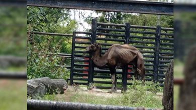 Se Viraliza Foto De Camello En Los Huesos Del Zoo De Morelia