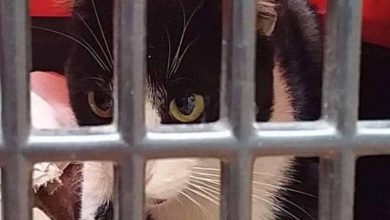 #Morelia Descartan Violación De Gatito, Pudo Haber Sido Atropellado