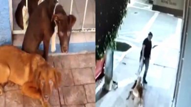 Pasa En México: Doña Arrastra Y Abandona Tres Peludos