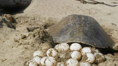 HDSPM, Detienen A Sujeto Con 96 Huevos de Tortugas En LZC