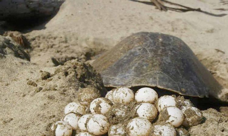 HDSPM, Detienen A Sujeto Con 96 Huevos de Tortugas En LZC