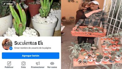 #Morelia Abuelitos Desempleados Por Pandemia Ahora Venden Suculentas Por Internet