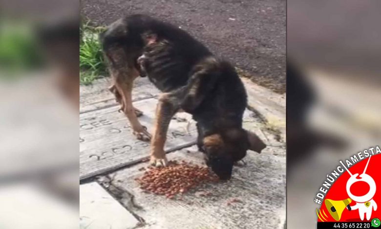 #Denúnciamesta Piden Ayuda Para Peludo Gravemente Herido