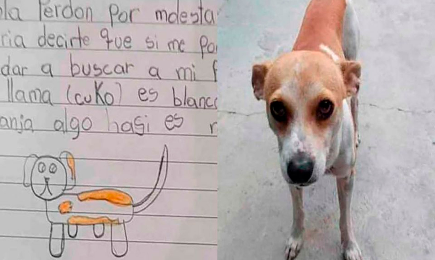 Pasa En México: Morrita Ofrece 50 Pesos De Recompensa Por Encontrar A Su  Perrito – Changoonga.com – Noticias de última hora, con un toque acidito