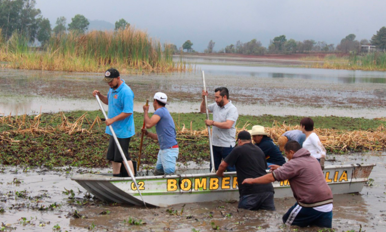 Morelia Limpian Y Retiran 50 Toneladas de Lirios En Laguna De San José De  Las Torres –  – Noticias de última hora, con un toque acidito