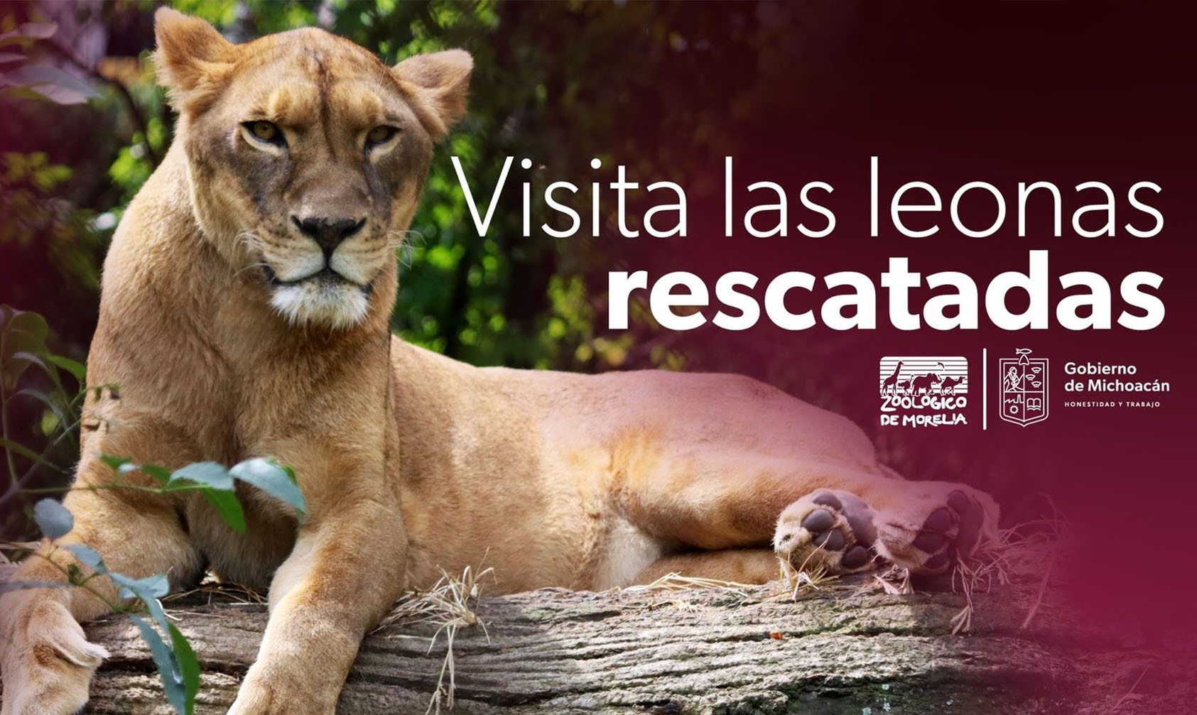 HOY! Puedes Conocer A Leonas Rescatadas En El Zoo De Morelia –   – Noticias de última hora, con un toque acidito