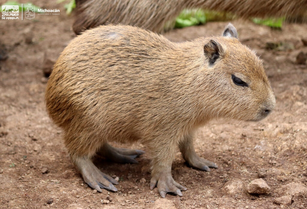 Los Capibaras Son La Onda! ¡Conócelos En El Zoo De Morelia! –   – Noticias de última hora, con un toque acidito