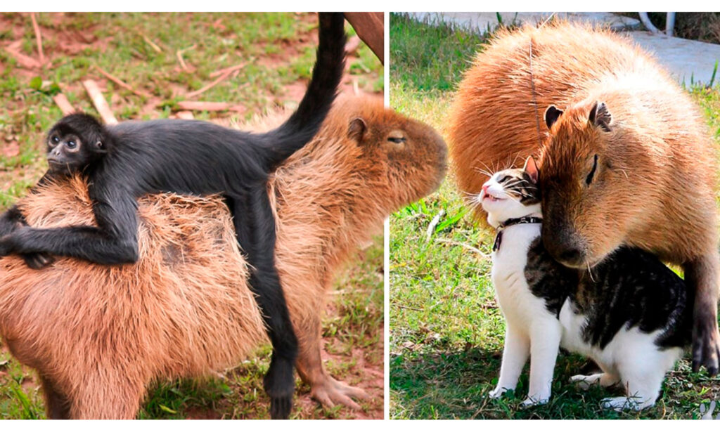 Los Capibaras Son La Onda! ¡Conócelos En El Zoo De Morelia! –   – Noticias de última hora, con un toque acidito